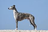 WHIPPET 069